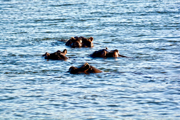 Majestic Hippos at Play