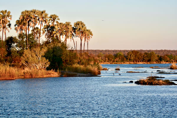 Palm Trees at Sunset