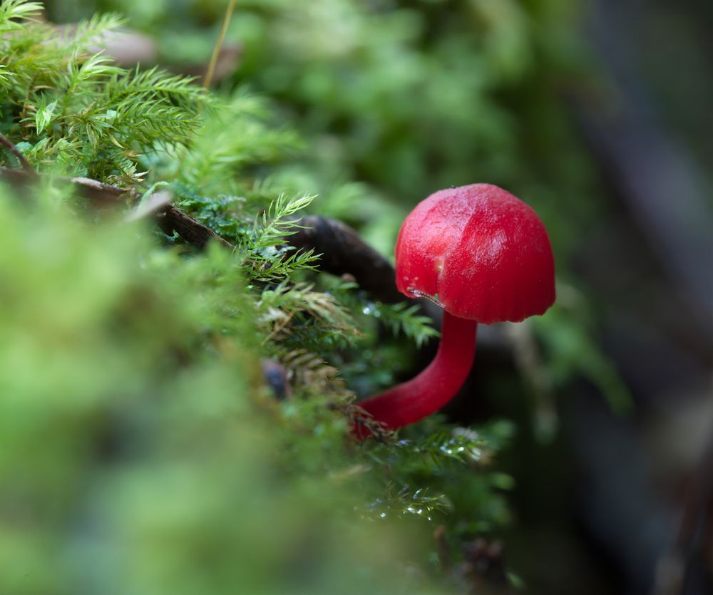 Nature