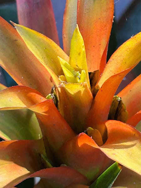 Fine Art Prints