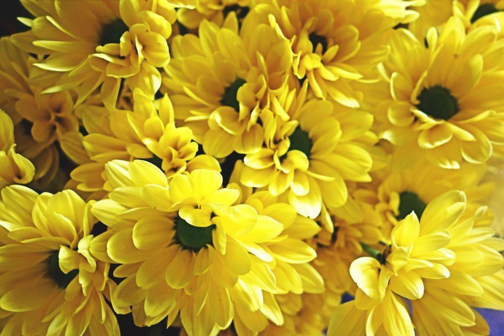 Yellow Daisies Art | markosecondsite