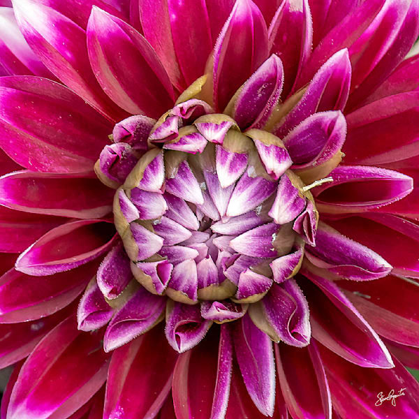 Flora Photography Art | Light of Day Gallery
