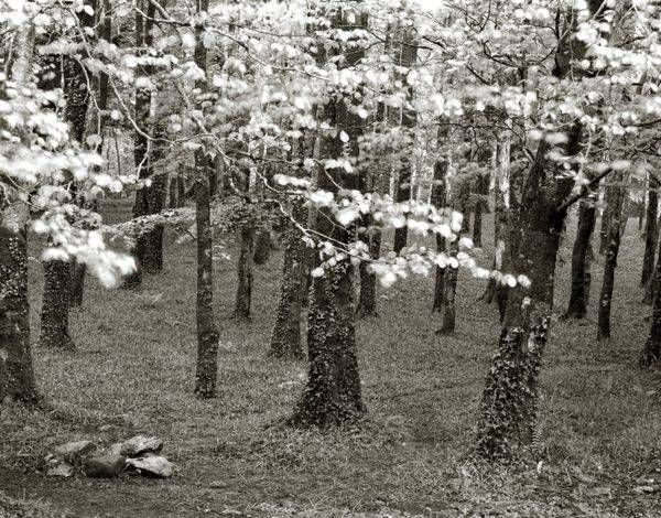 Whispering Beeches 20x16 | Treve Johnson Photography, Inc.