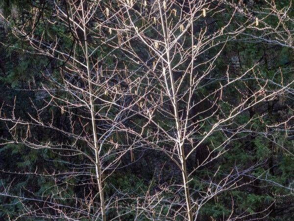 Nude Trees 24x24 Canvas | Treve Johnson Photography, Inc.