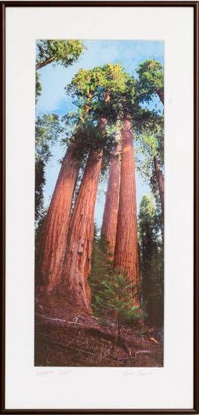 Sequoia 2/300 12x25 | Treve Johnson Photography, Inc.
