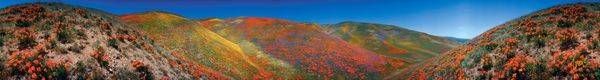 Poppies   Limited Edition 54x6 | Treve Johnson Photography, Inc.