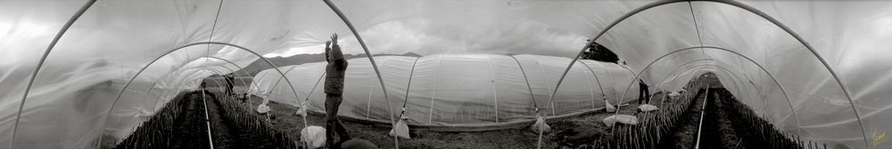Sacred Ritual of the Willow Cuttings.