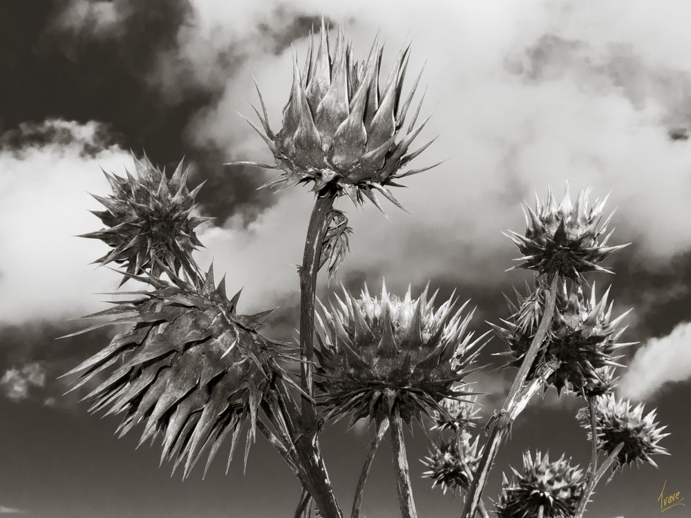 2010. Thistles and Sky. Canon PowerShot D11.