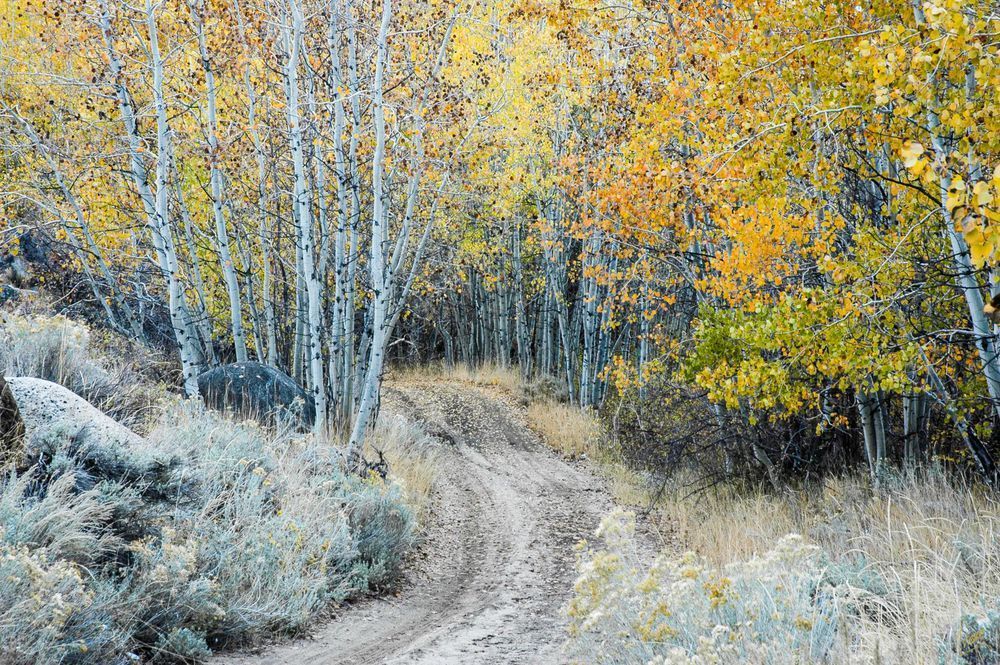 Road Through Aspen Photography Art | Treve Johnson Photography, Inc.