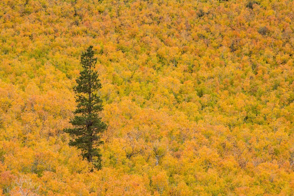 Lone Pine in a Sea of Yellow