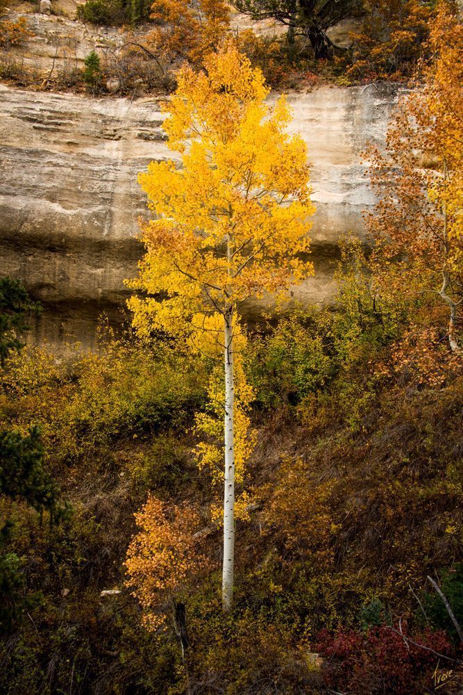 Lone Aspen