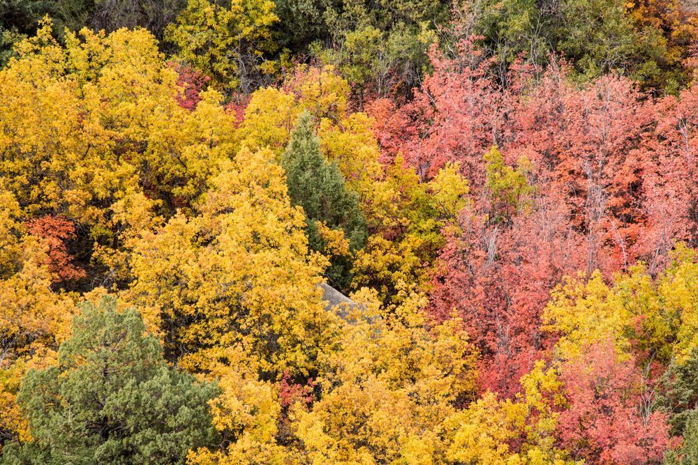 Cp;pr Palette of Autum Leaves