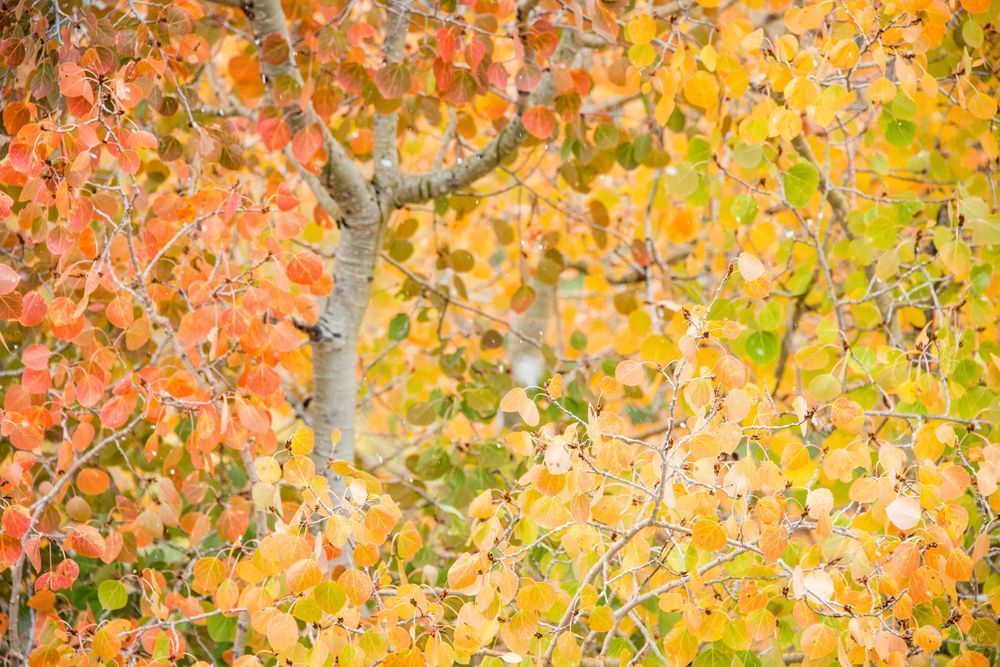 Aspen Leaves in Fall