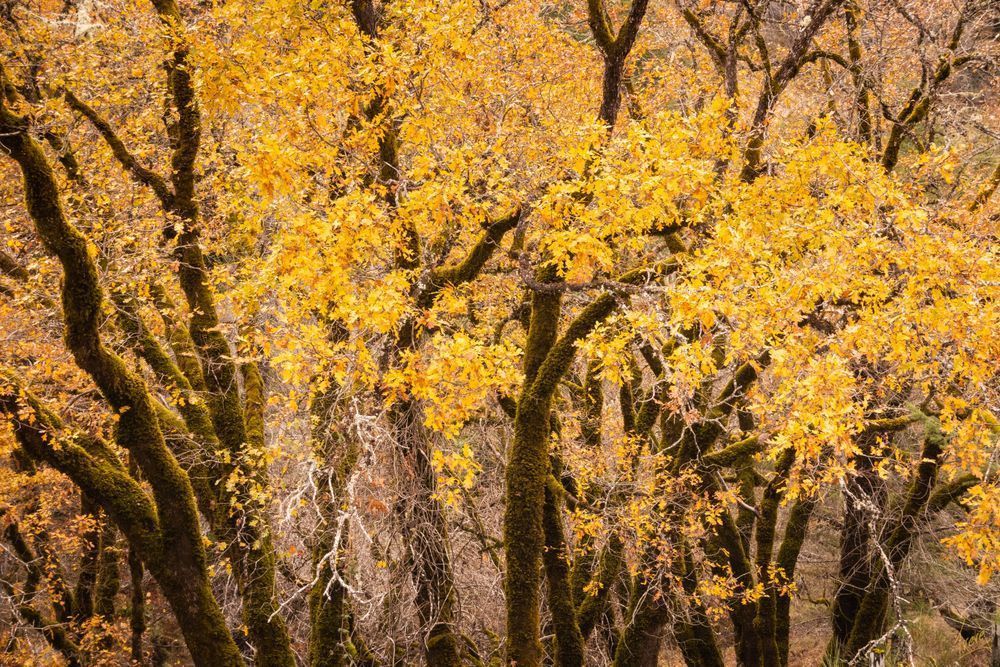 Fall color in the oaks in Anderson Valley.