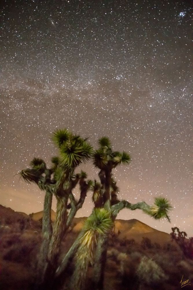 Joshua Tree and Stars