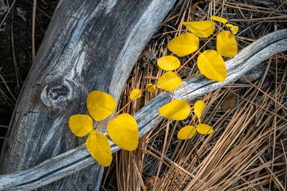 Fall color along Green Creek