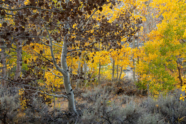Fall color along Green Creek
