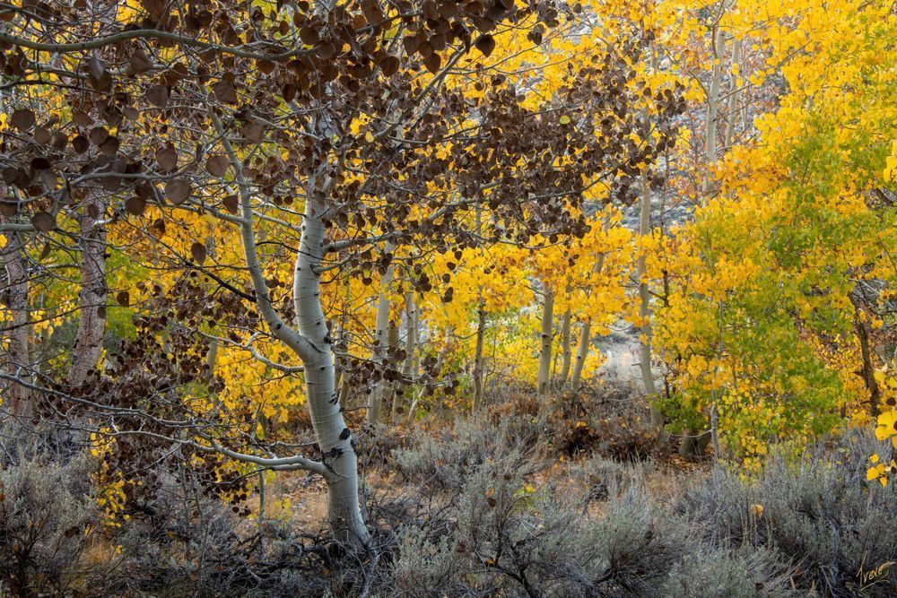 Fall color along Green Creek