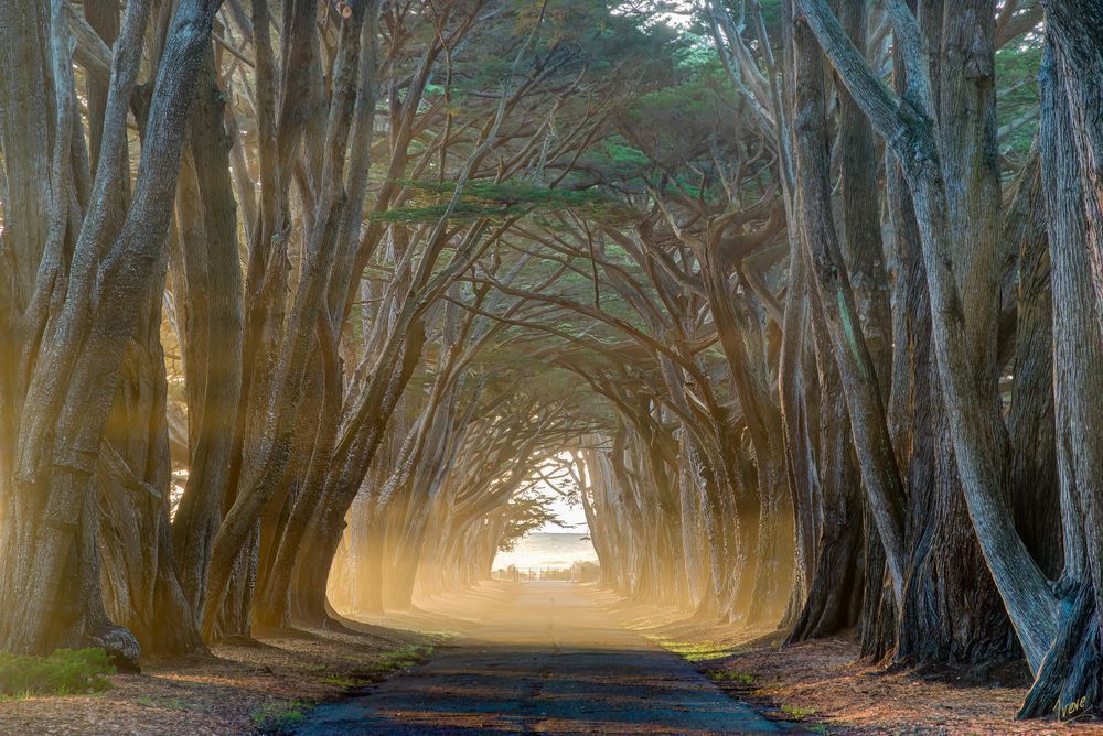 Cypress Tree Tunnel. Point Reyes National Recreation Area.