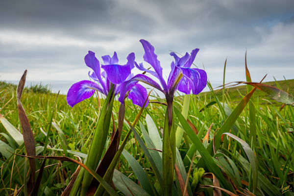 Douglas Iris, Iris douglasiana