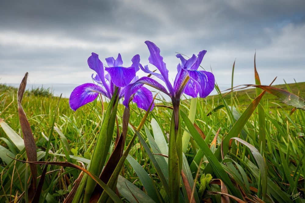 Douglas Iris, Iris douglasiana