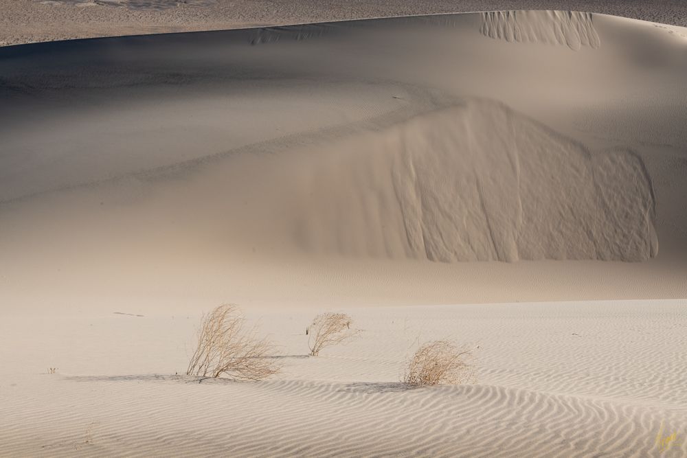 Dune Landscape #1