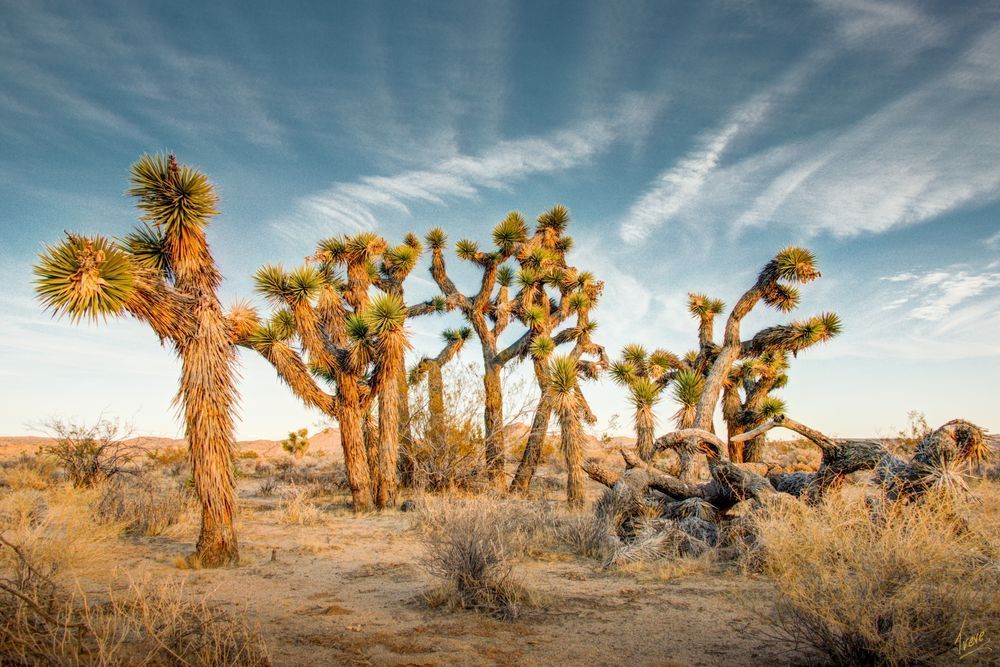 Joshua Trees at Red Rock Canyon State Park