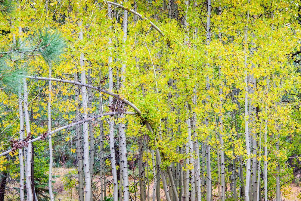 Mill Creek Camptround near Highway 108
