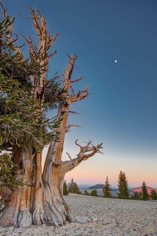 Bristlecone Pine and Moon