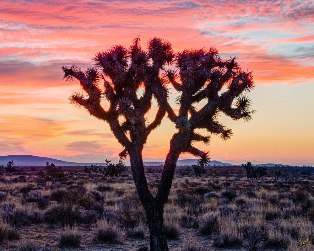Joshua Tree (Yucca brevifolia)