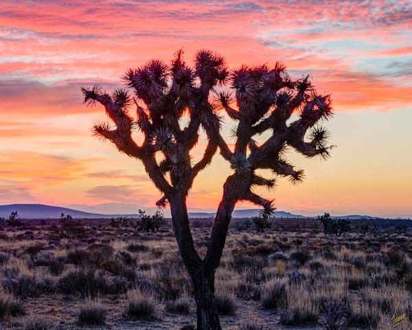 Joshua Tree (Yucca brevifolia)