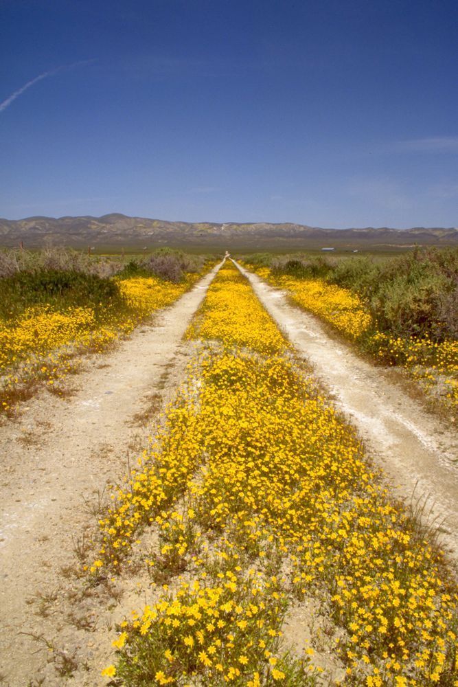 Road On The Carrizo Photography Art | Treve Johnson Photography, Inc.