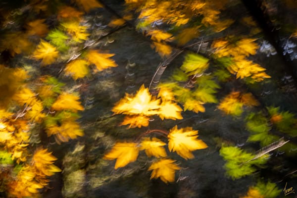 Dancing Maple Leaves