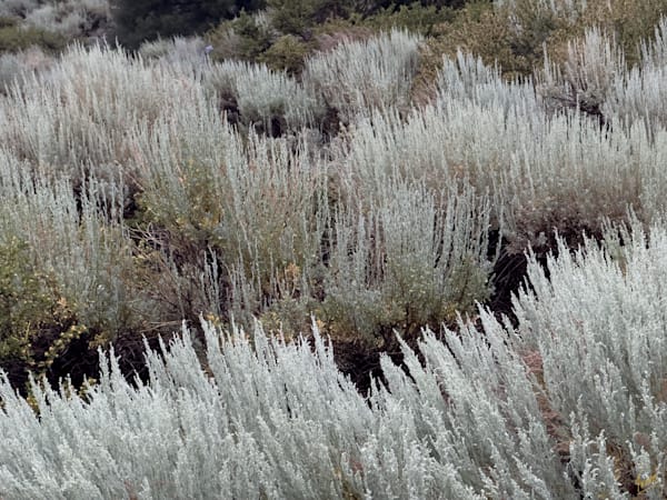 Sagebrush Serenity Photography Art | Treve Johnson Photography, Inc.