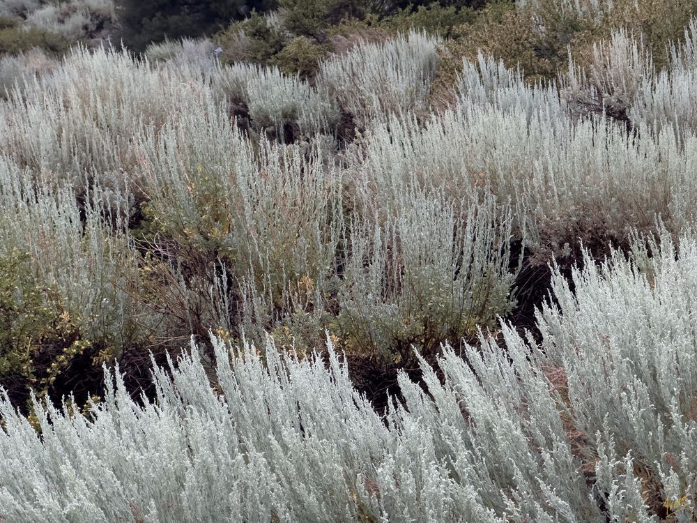 Sagebrush Serenity Photography Art | Treve Johnson Photography, Inc.