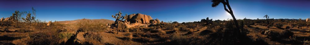 Joshua Tree Photography Art | Treve Johnson Photography, Inc.