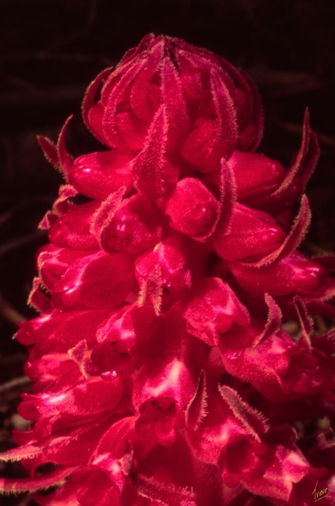 SnowPlant_CA07_086_09