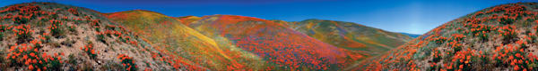 Poppies. 360 degree panorama photographed with a 35 mm Globuscope camera. Fuji Velvia Film.