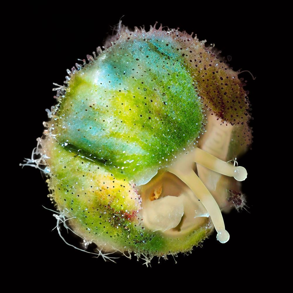 Unhatched