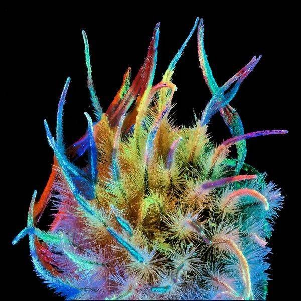 Rainbow Troll