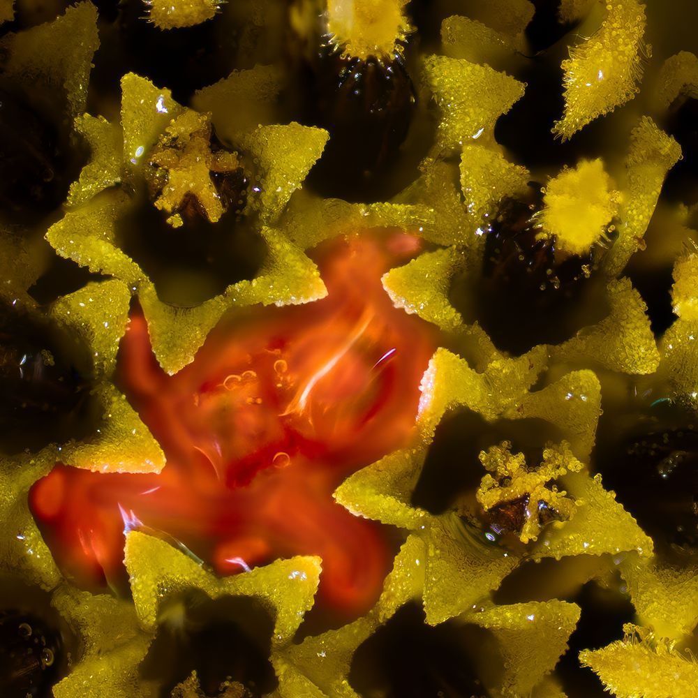 Star Furnace