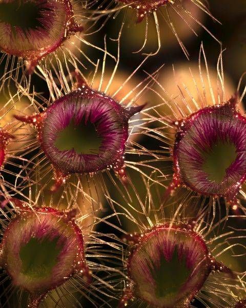 Sea GArden