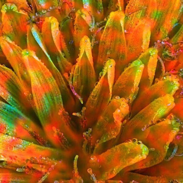 Psychedelic Wish