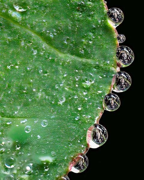 Dew Arc