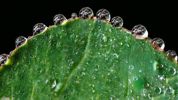 Dew Halo