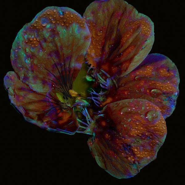 Electric Nectar
