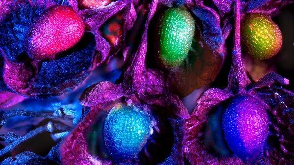 Confection