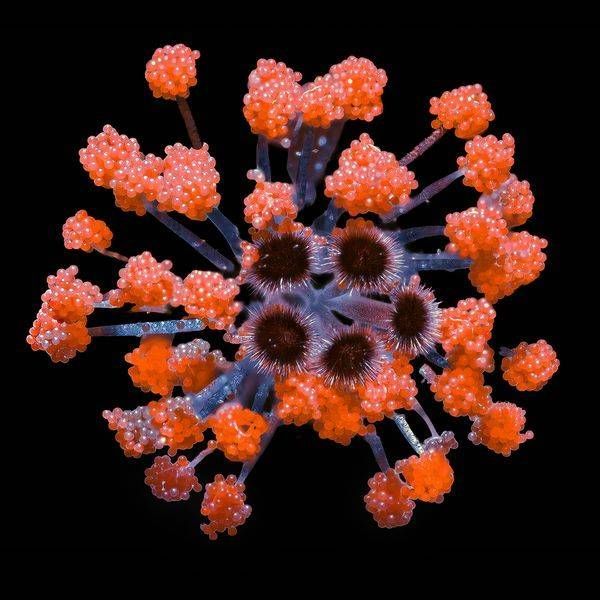 Caviar Samples