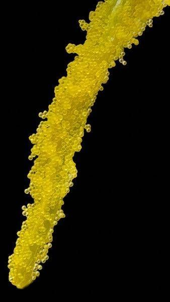 Honey Dipped
