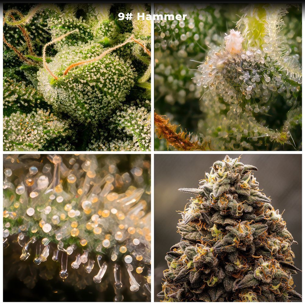 9 Hammer  Final – rodeo action photography